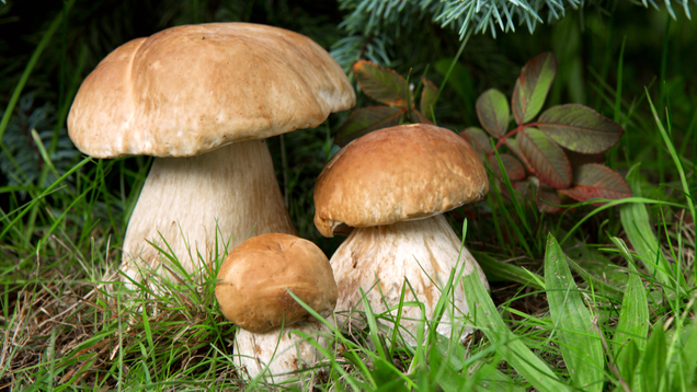 Illustration for article titled More Mushroom Than You Can Handle: You Simply Don’t Have The Endurance To Make It Through This List Of 8 Mushrooms